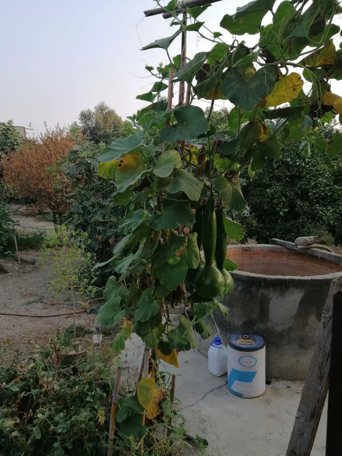 خانه باغ