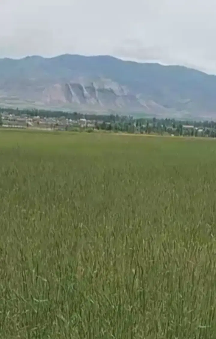 زمین زراعی تازه شهر به طرف آغداش .