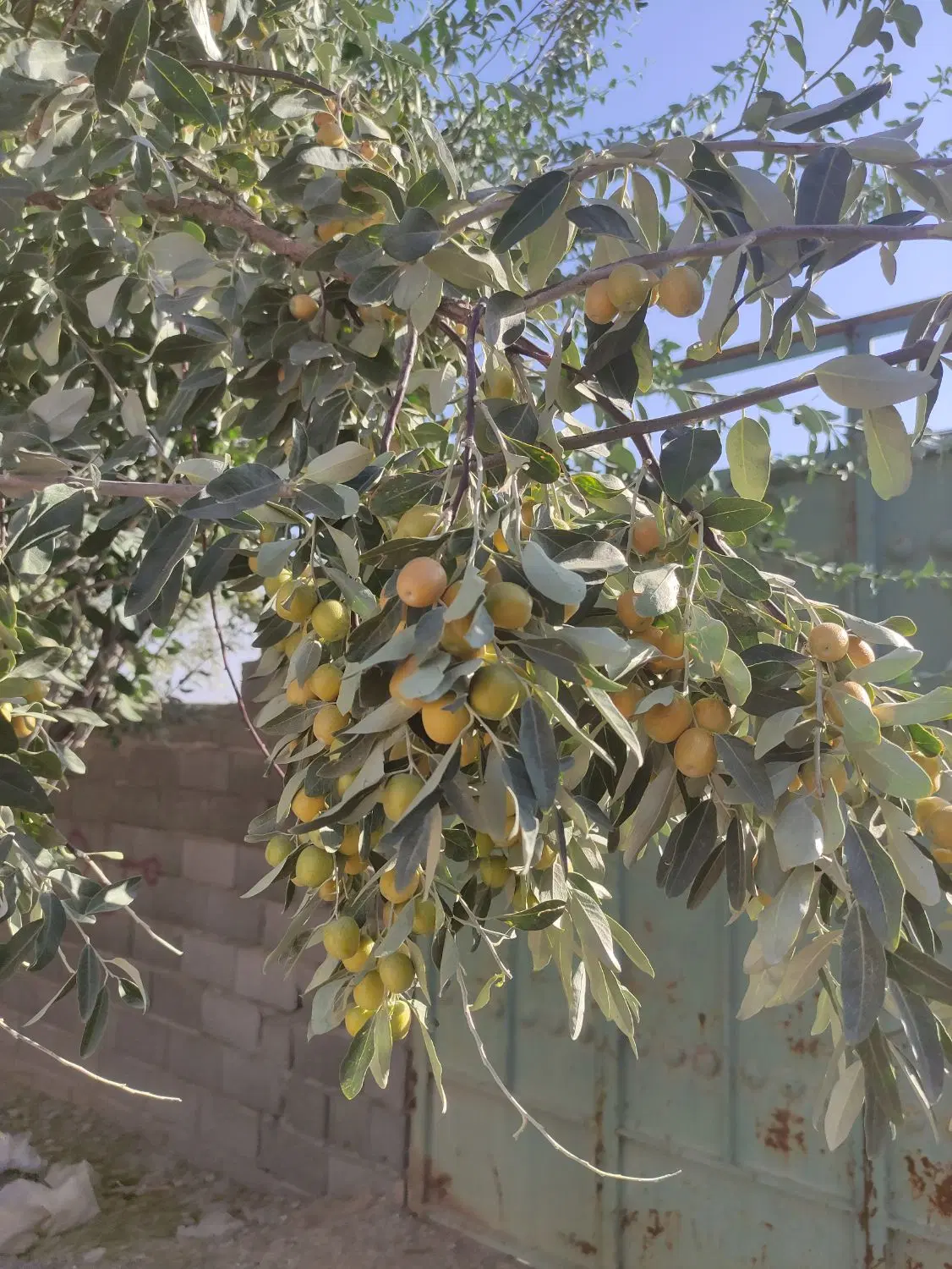 فروش باغ در مزارع حکیم اباد. طالخونچه مبارکه مجلسی
