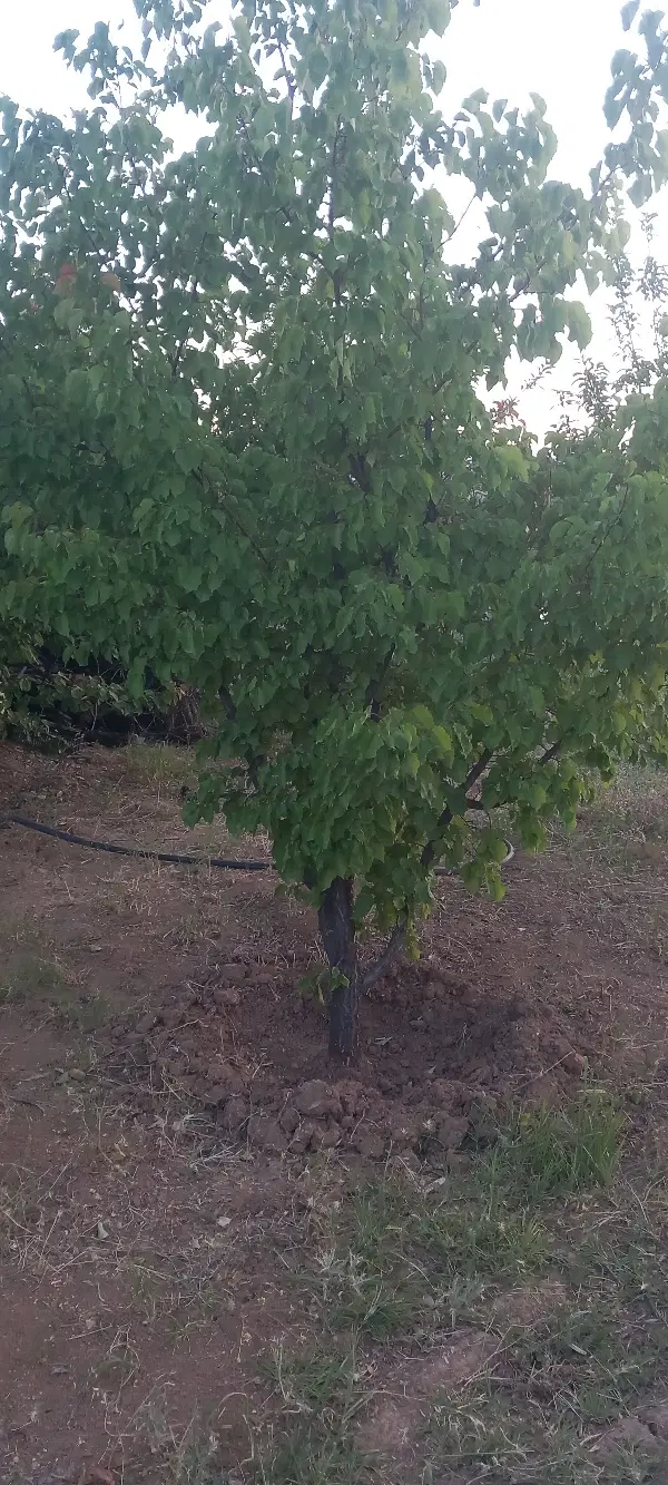 باغ در سرنجیانه