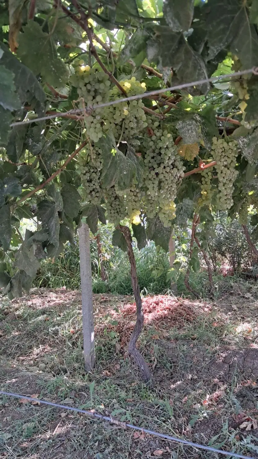 باغ ویلایی