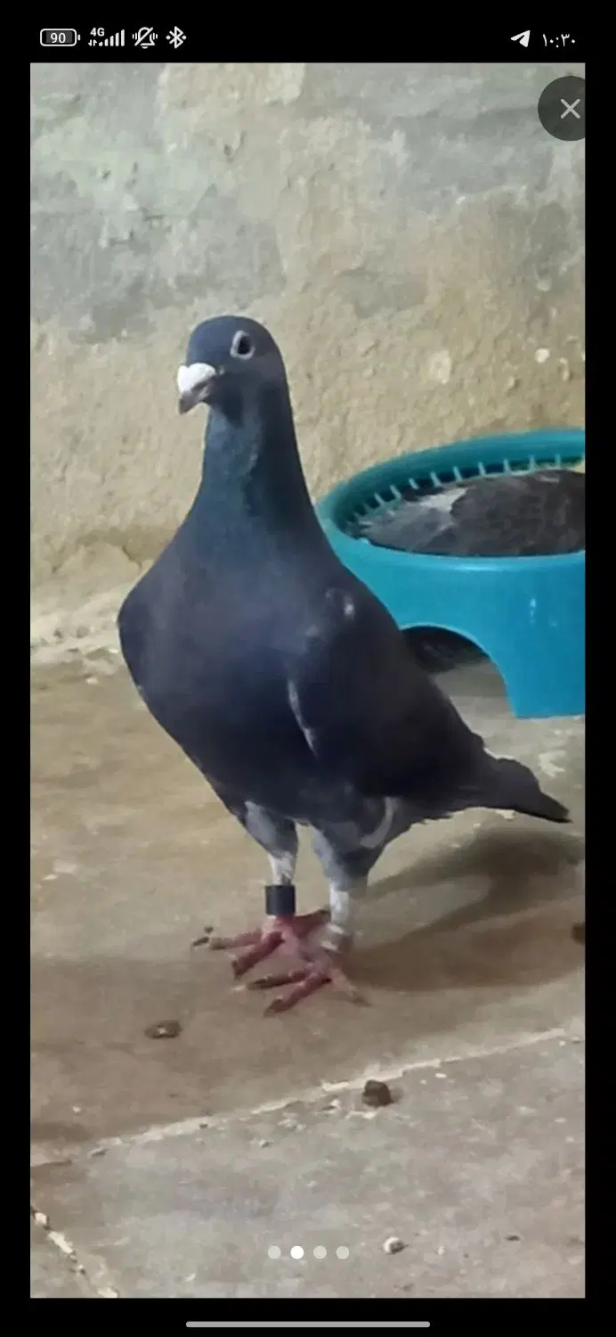 همخونه می‌خوام