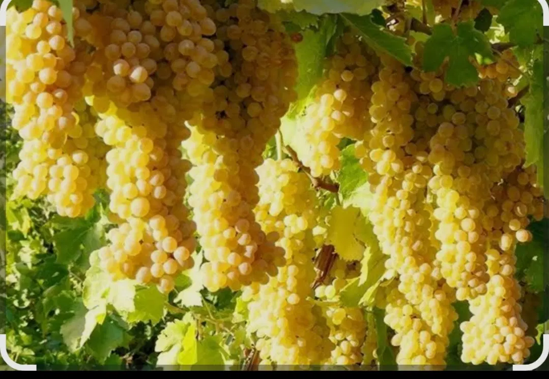 باغ انگور سیمین زاغه