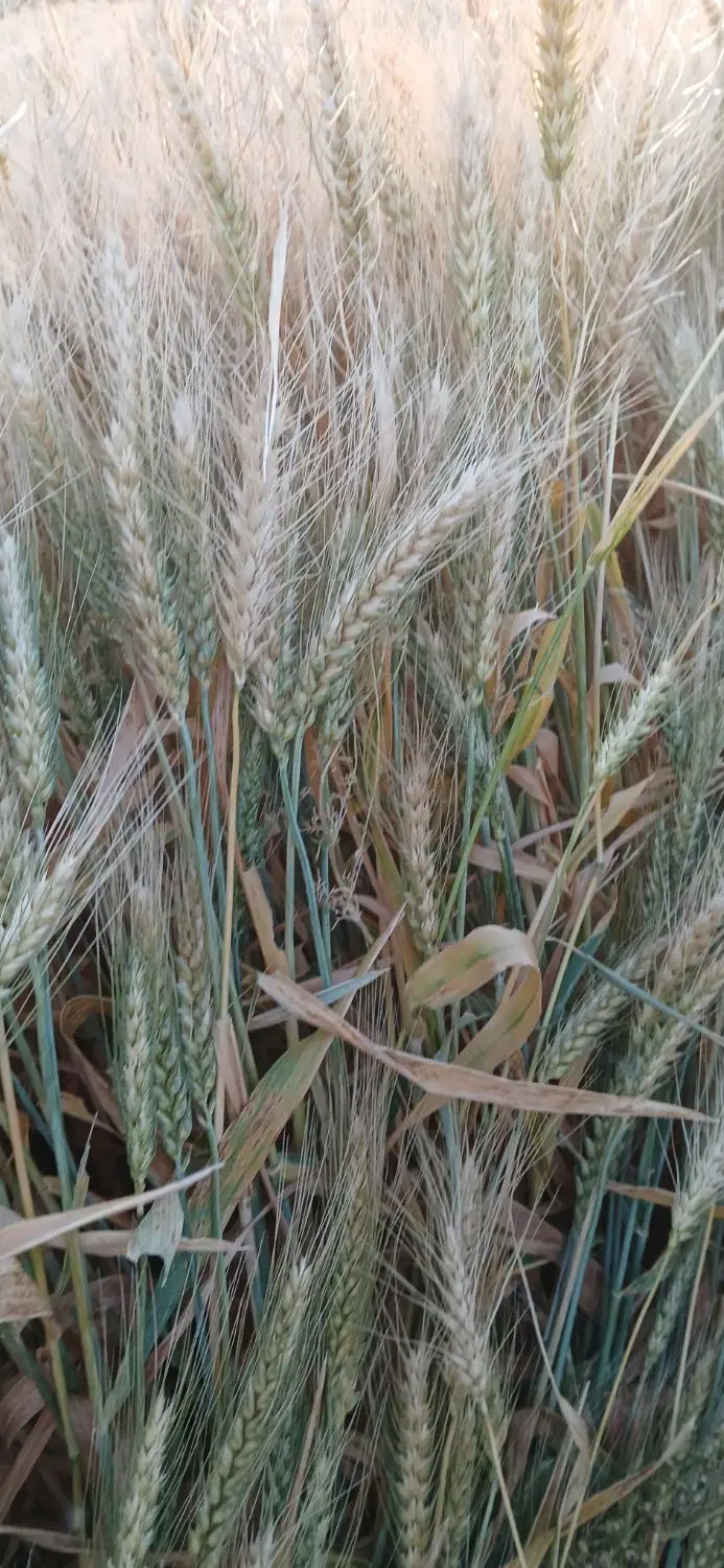 زمین کشاورزی