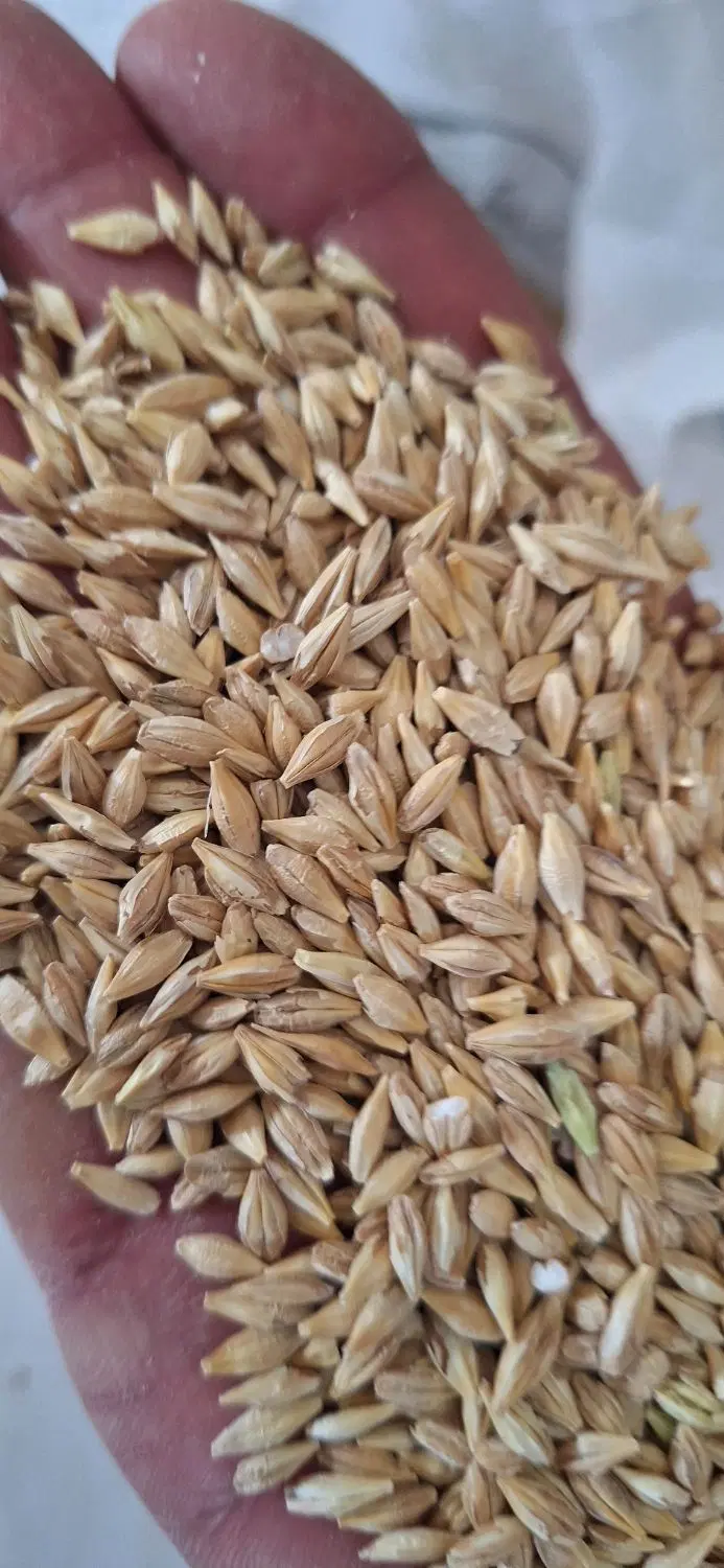 اجاره یا مشارکت زمین آبی کشت جو  ۱۰ هکتار به بالا