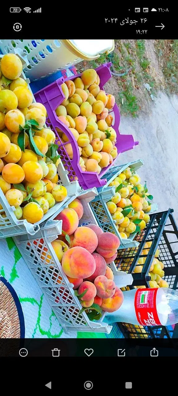 باغ فروشی باغشهر فردوس سبز ۱