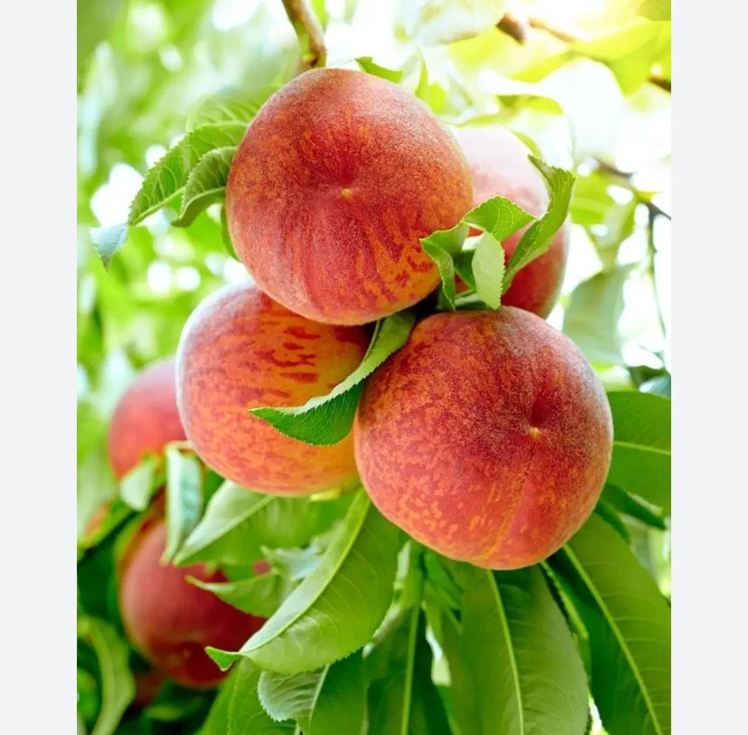 اجاره باغ میوه