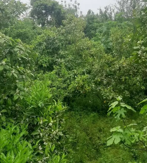 زمین باغی ۲۸۵۰ متر بعد از پمپ بنزین جاده چمخاله
