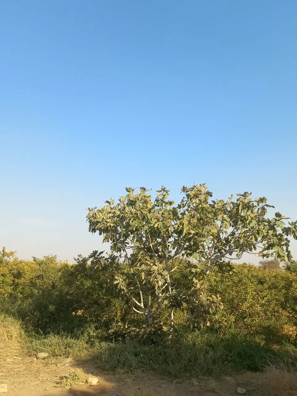 باغ انار