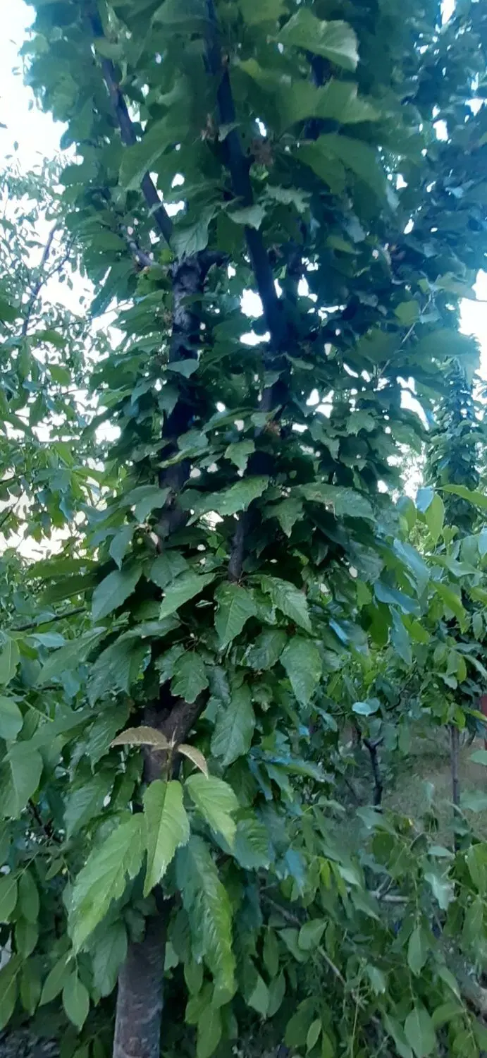باغ ویلای 1500 متری