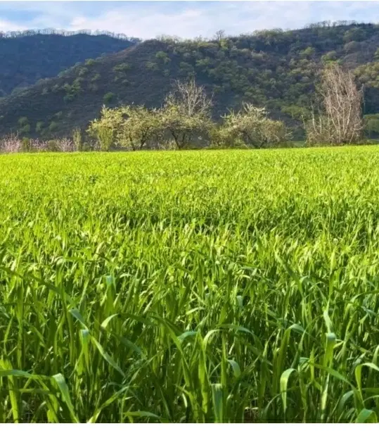 زمین کشاورزی رامیان
