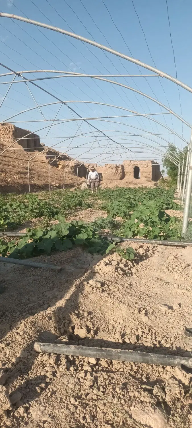 سازه گلخانه