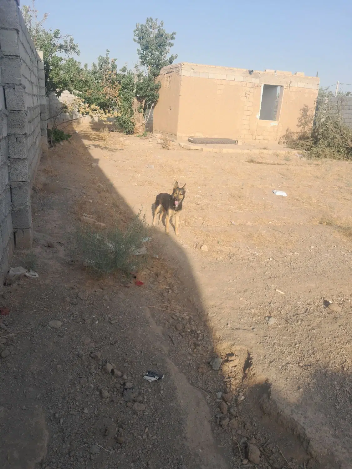باغ جلال ابادبراسفالت