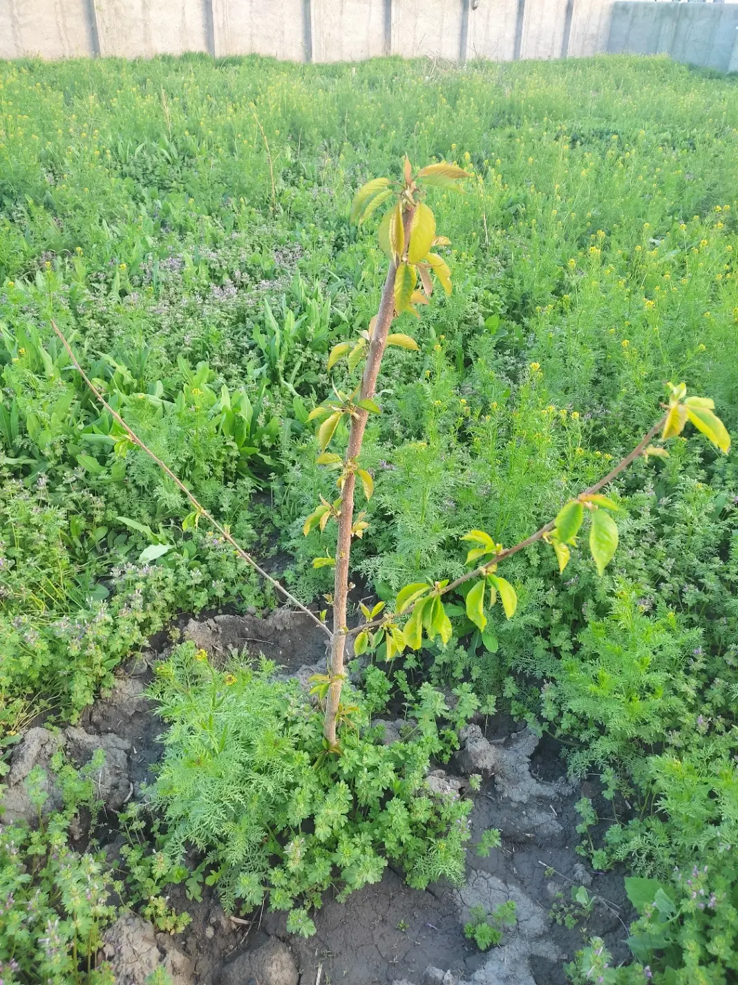 زمین ویلایی دو نبش بر جاده با کاربری ۷۵متری