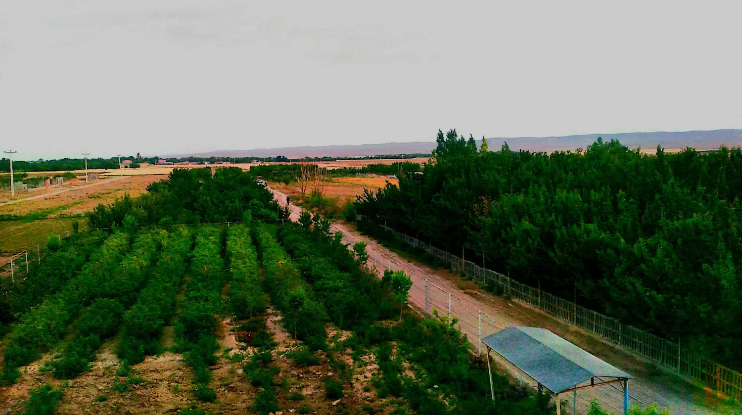 زمین کشاورزی ۶۰ قصبی