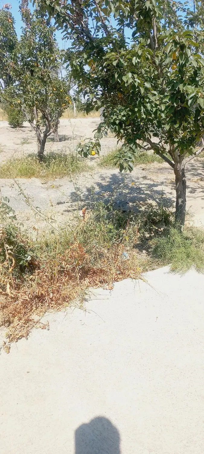 قروش‌باغ
