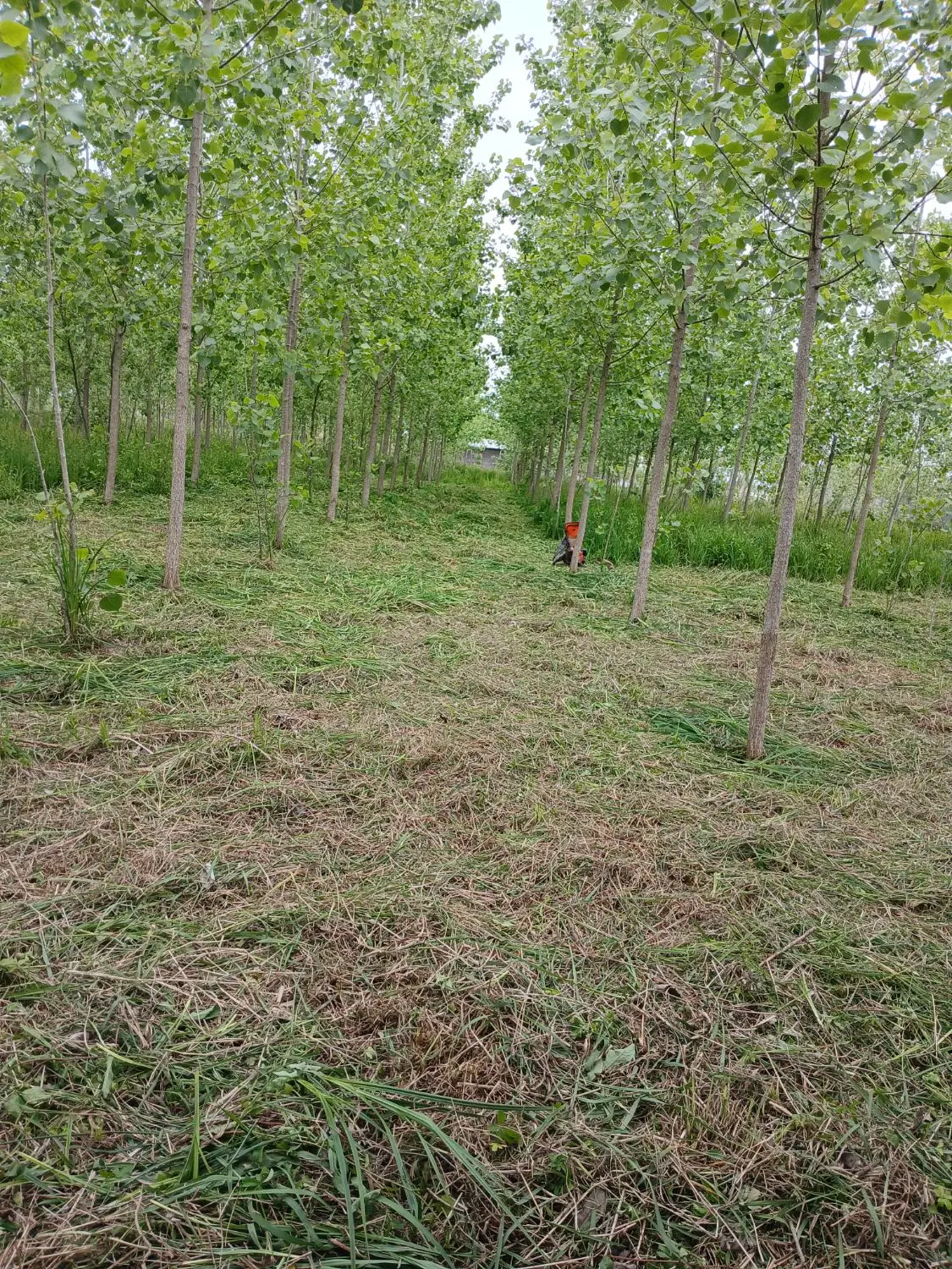 زمین باغی
