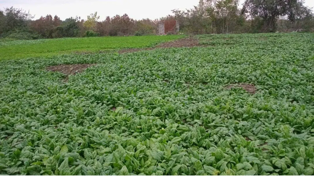 زمین فروشی