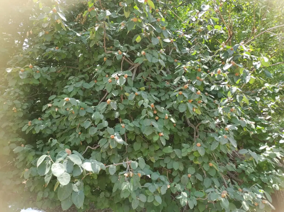 زمین مسکونی و باغ در گلباف