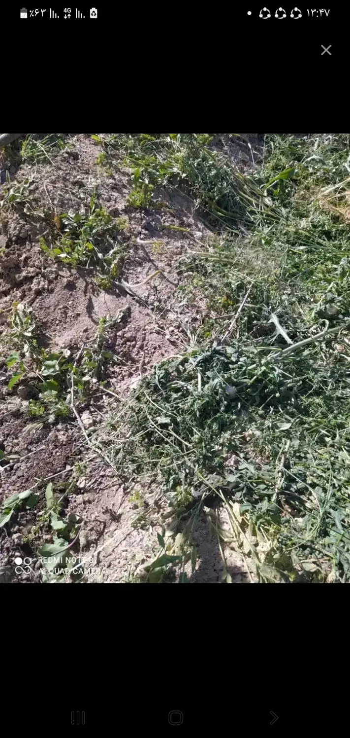 جدول غوره مهربان.خیابان امام خمینی خیابان گلستان