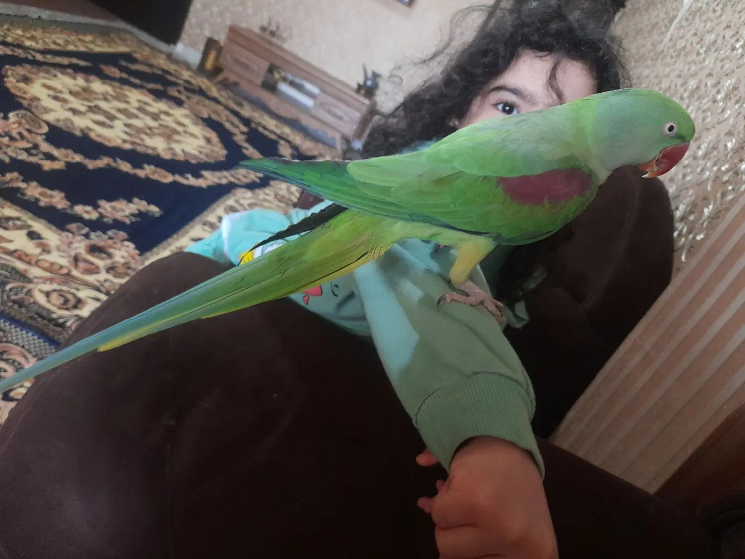 زمین و ویلا و باغ