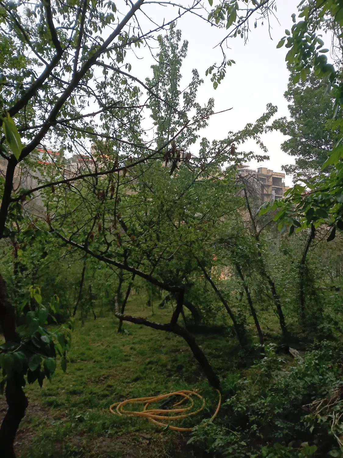 باغ در ابرده علیا