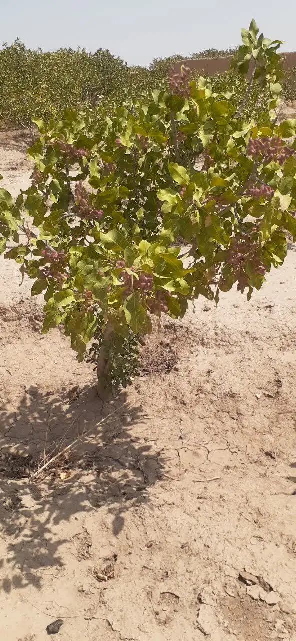 فروش باغ پسته در روستای نعیم اباد دامغان