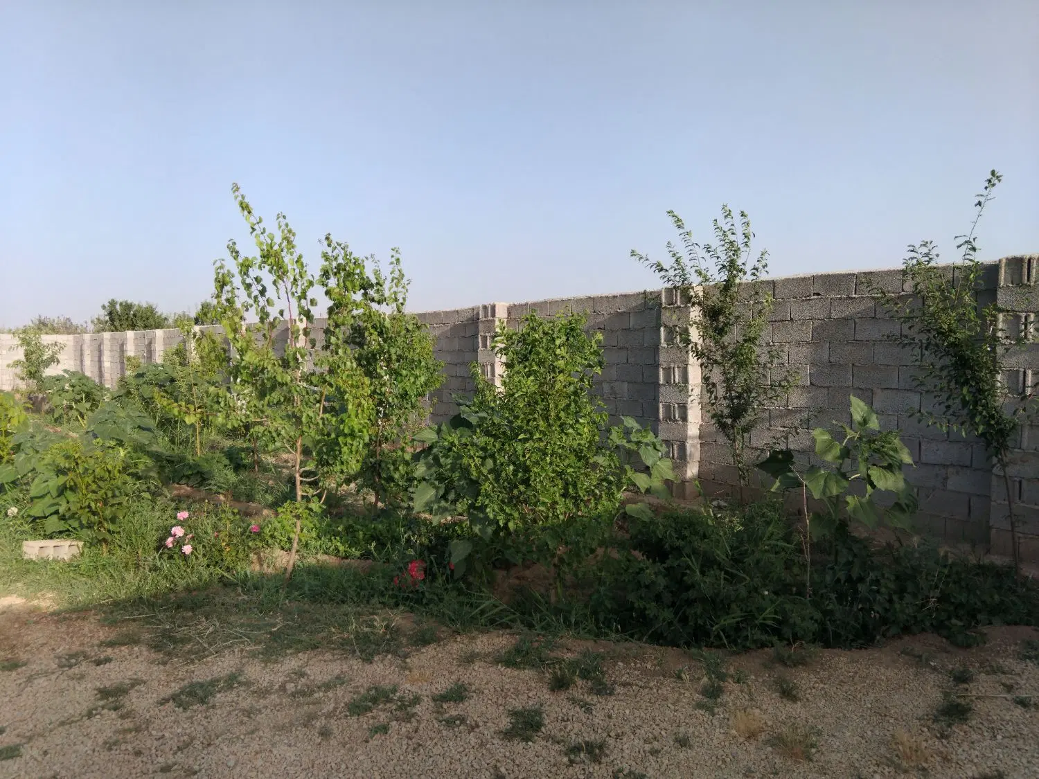 باغ