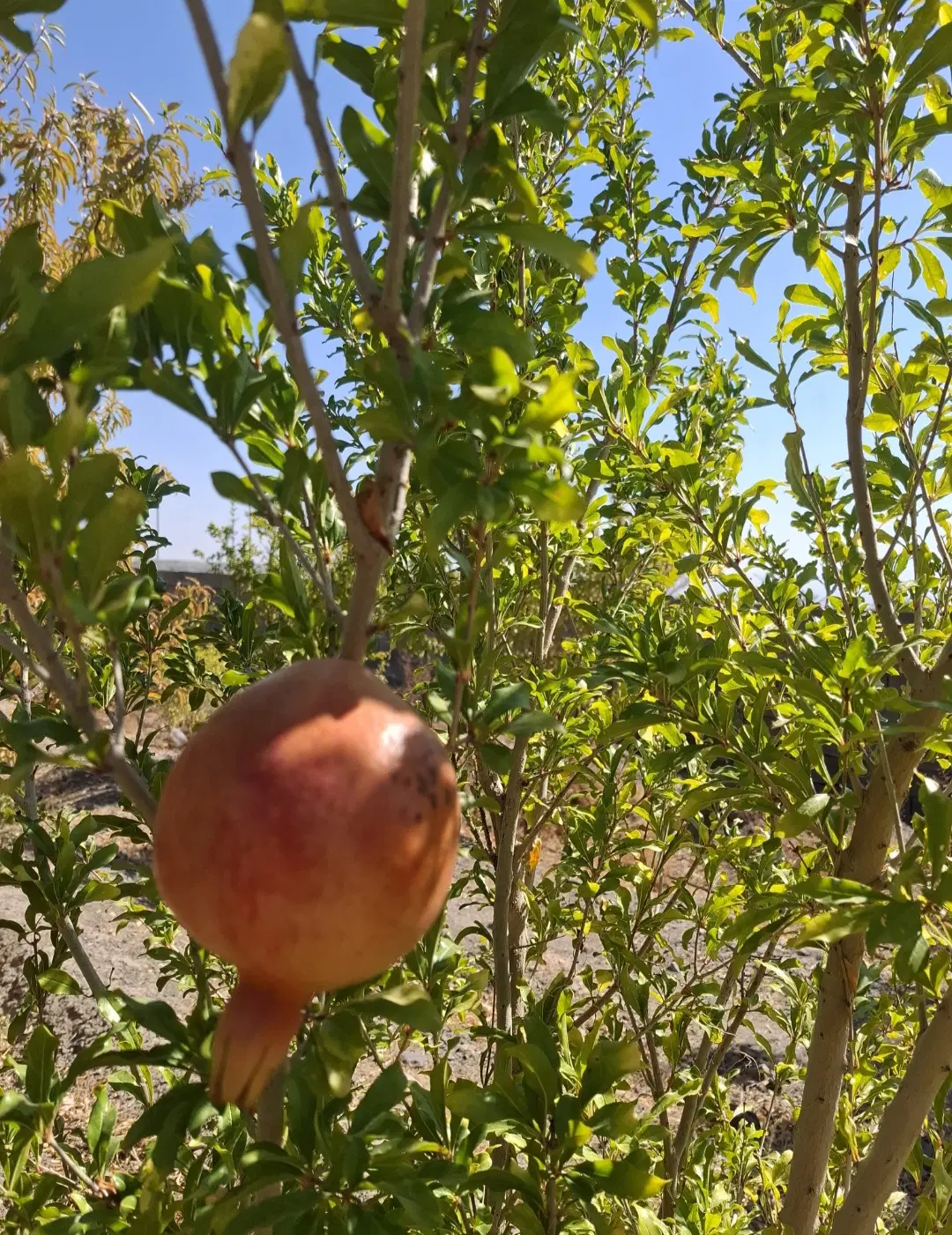 باغ میوه فروشی ‌واقع در روستای سدید