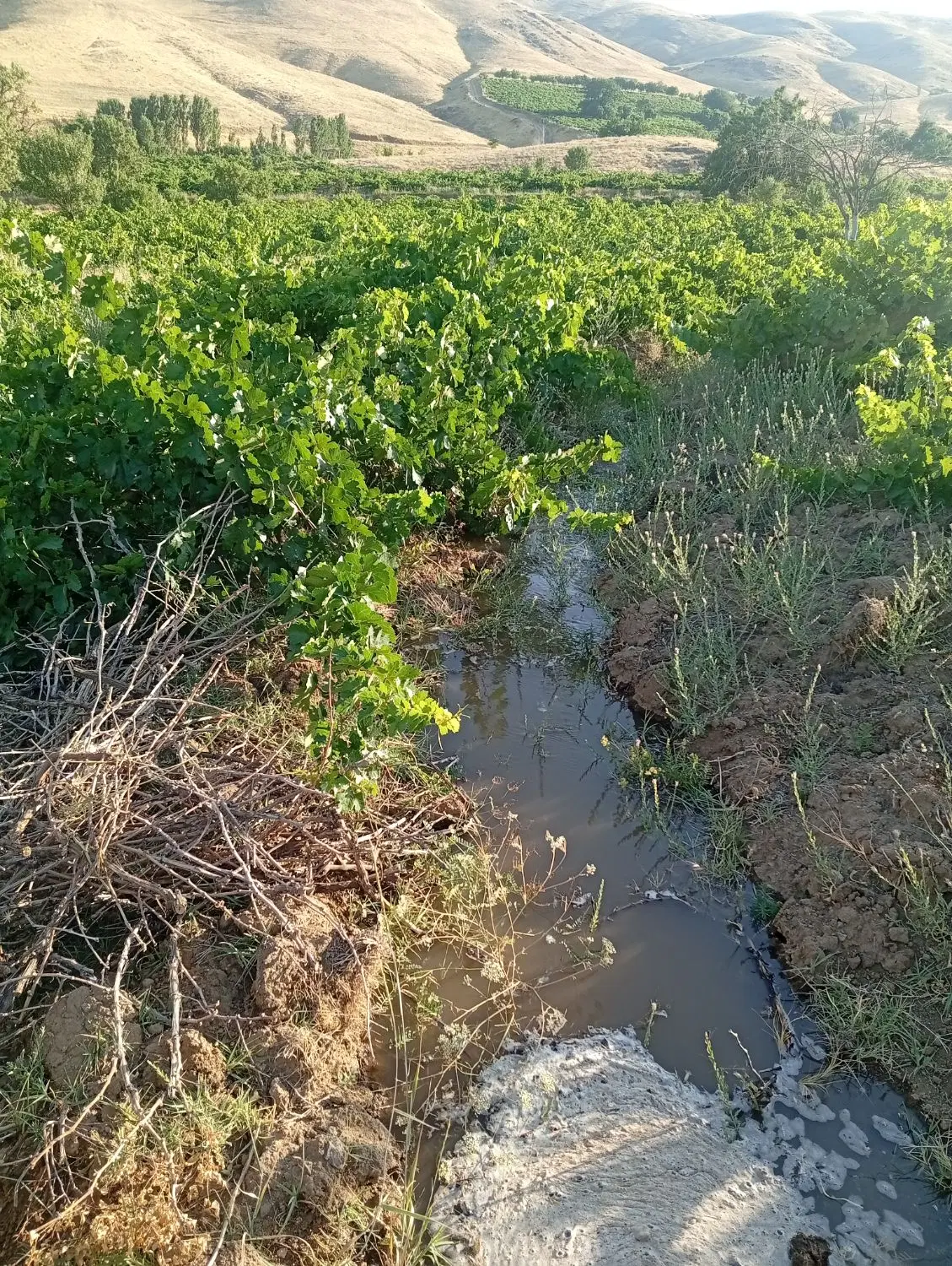 فروش باغ انگور
