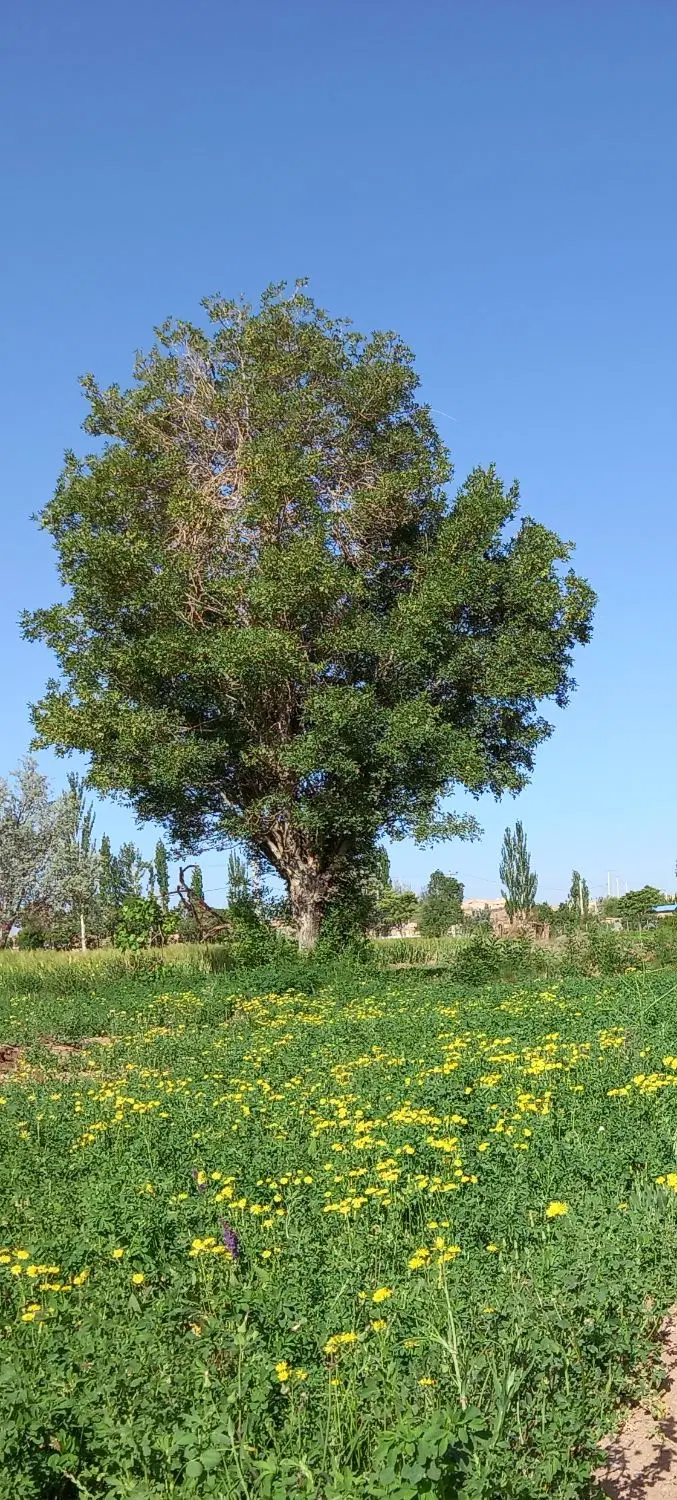 زمین فروشی مناسب باغچه و باغ