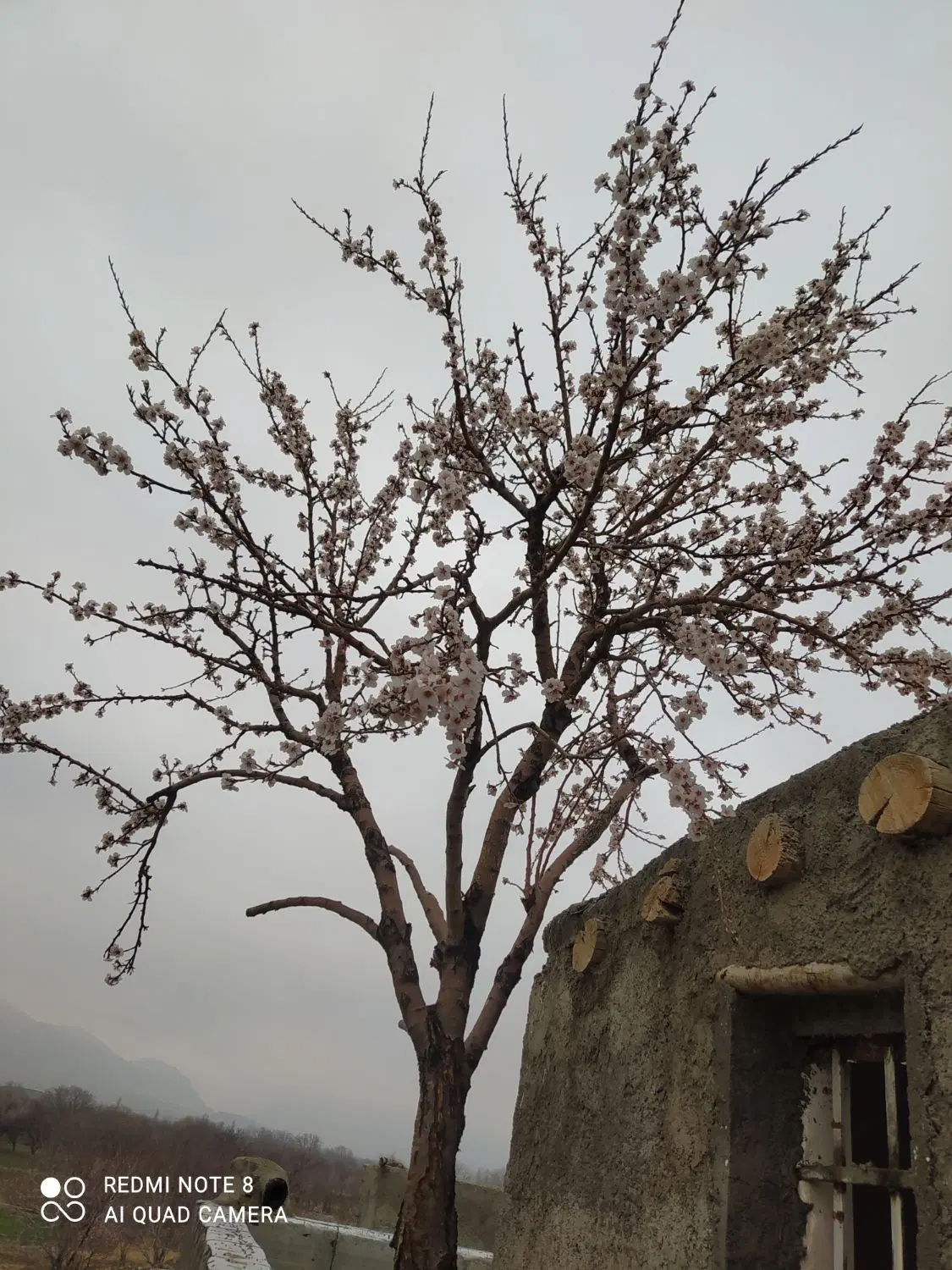 باغ ۲۰۰۰ متری روستای میوا