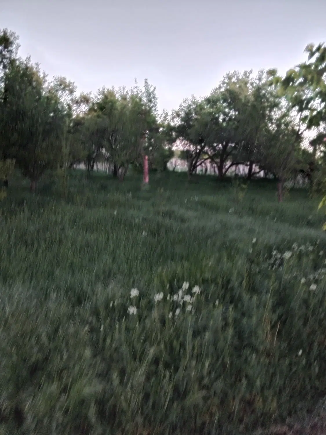 باغ و باغچه