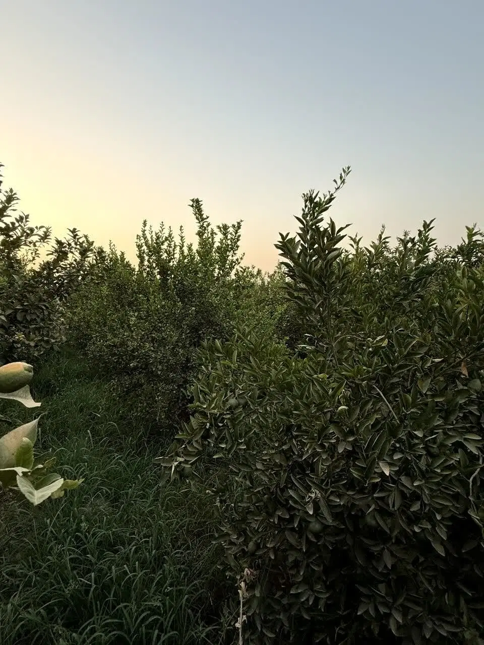 باغچه