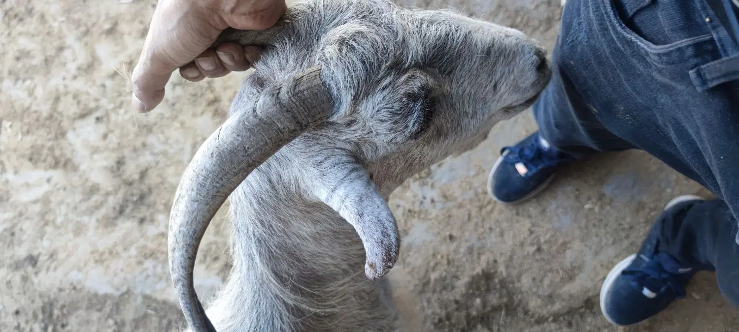 اجاره دامداری