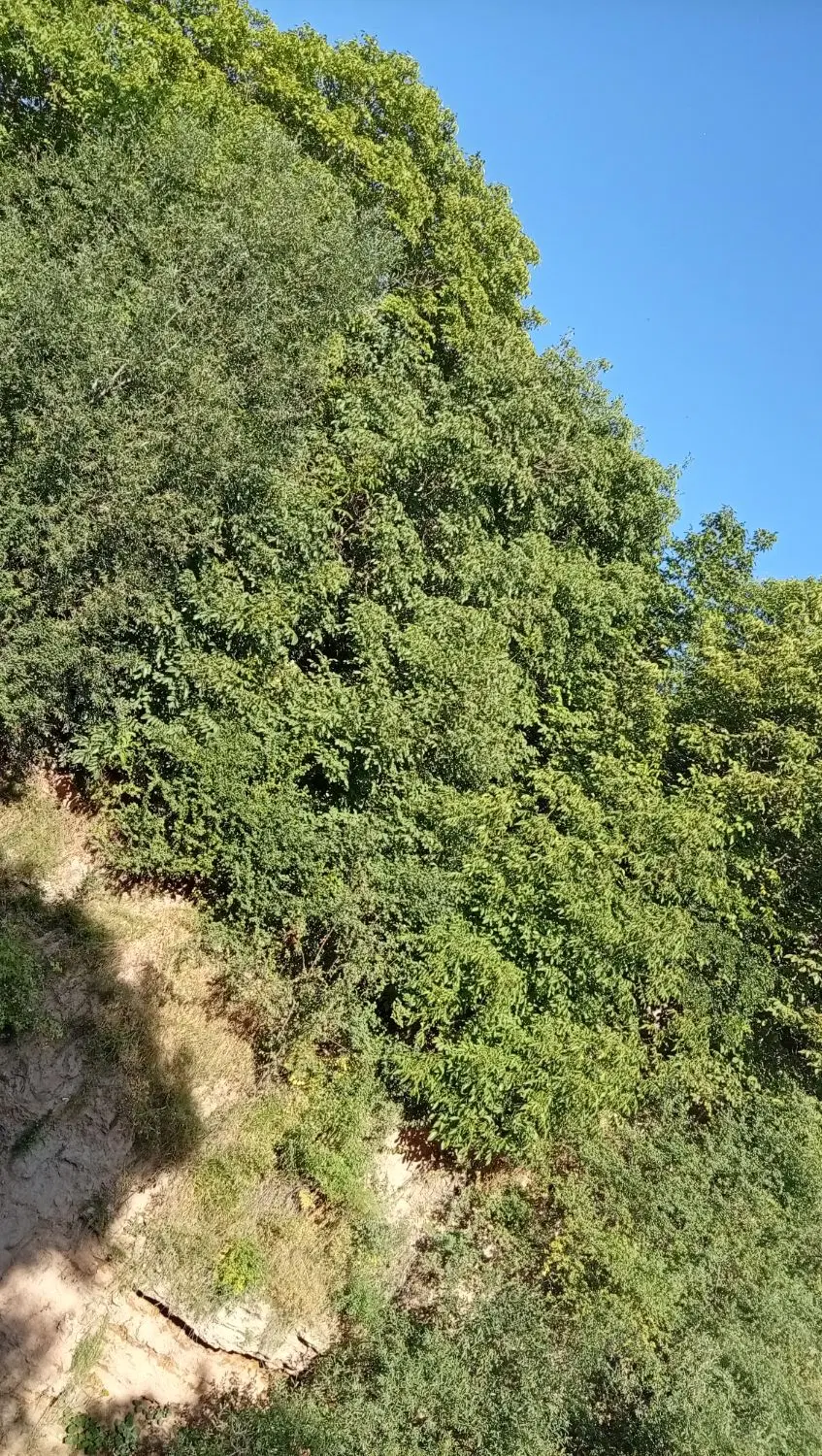 باغ گیلاس