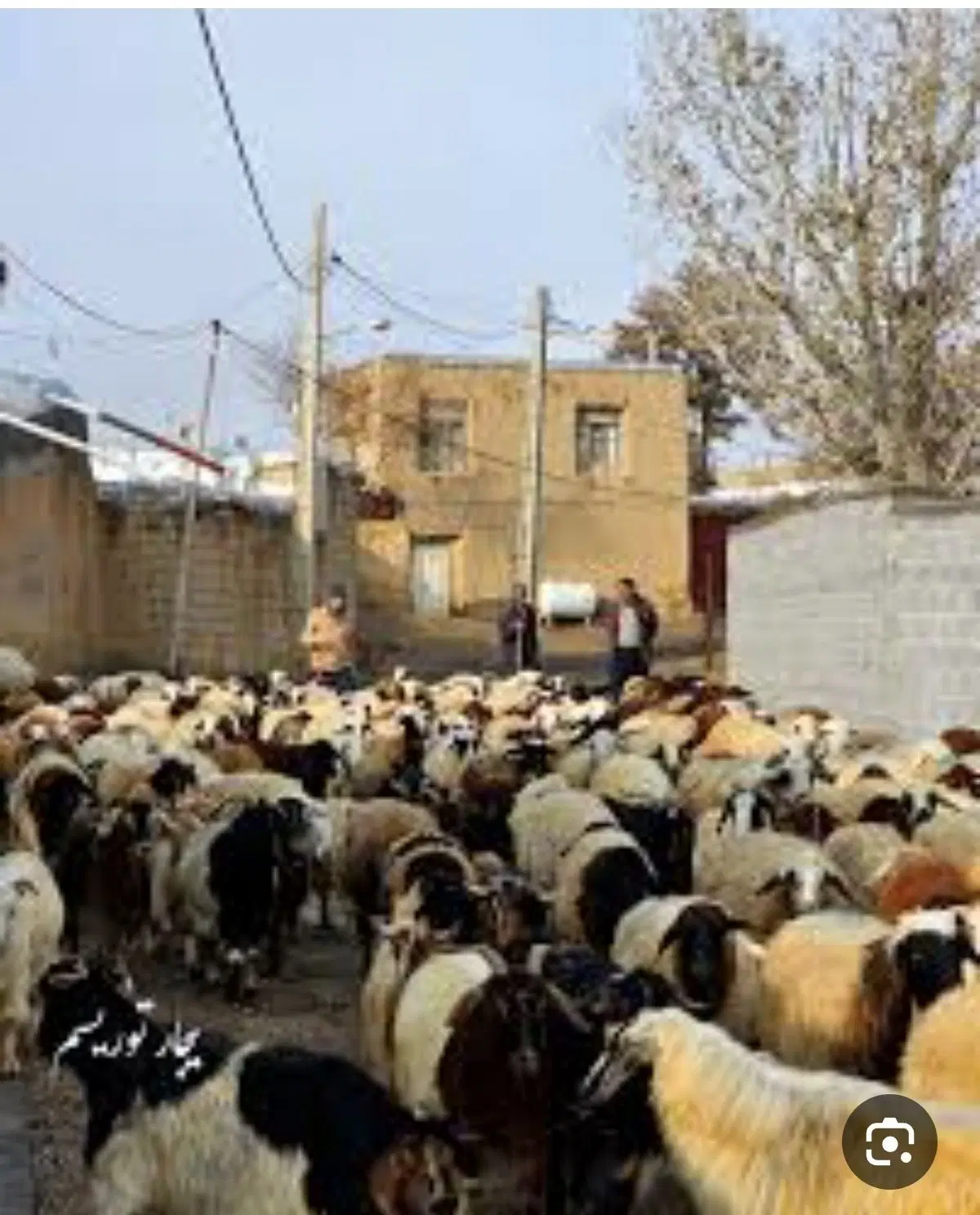 دامداری پل عسلک خوش جا