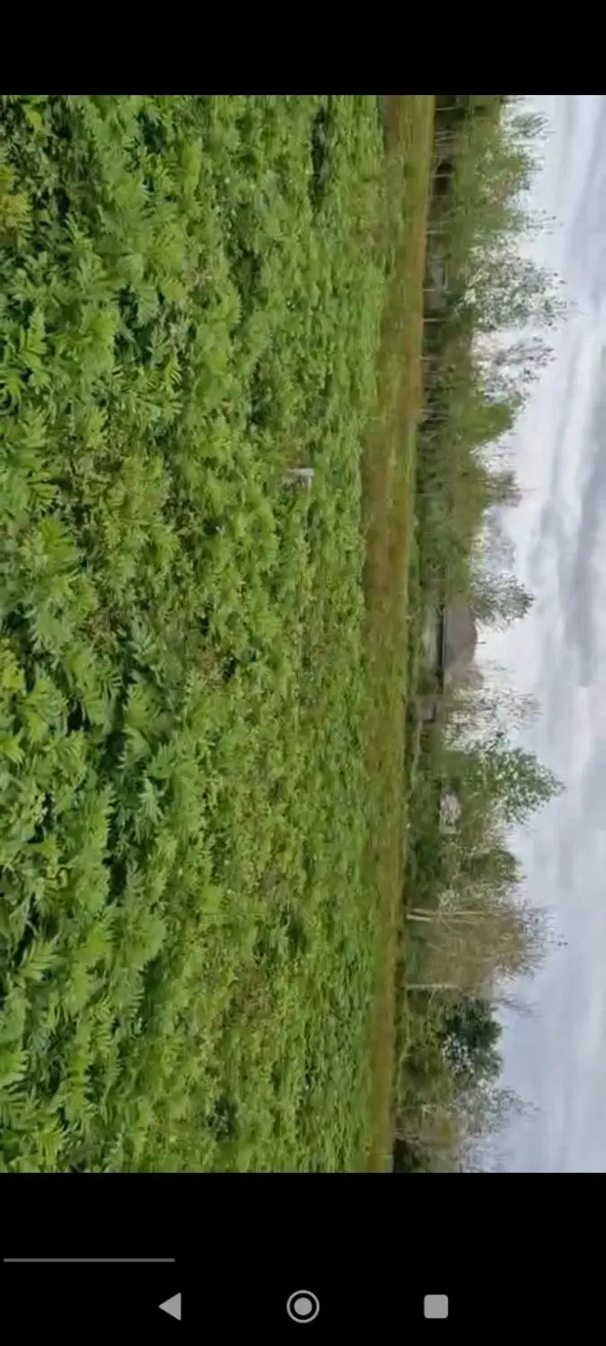 ۷۰۰متر زمین باغی مسکونی در بهترین جای سنگر
