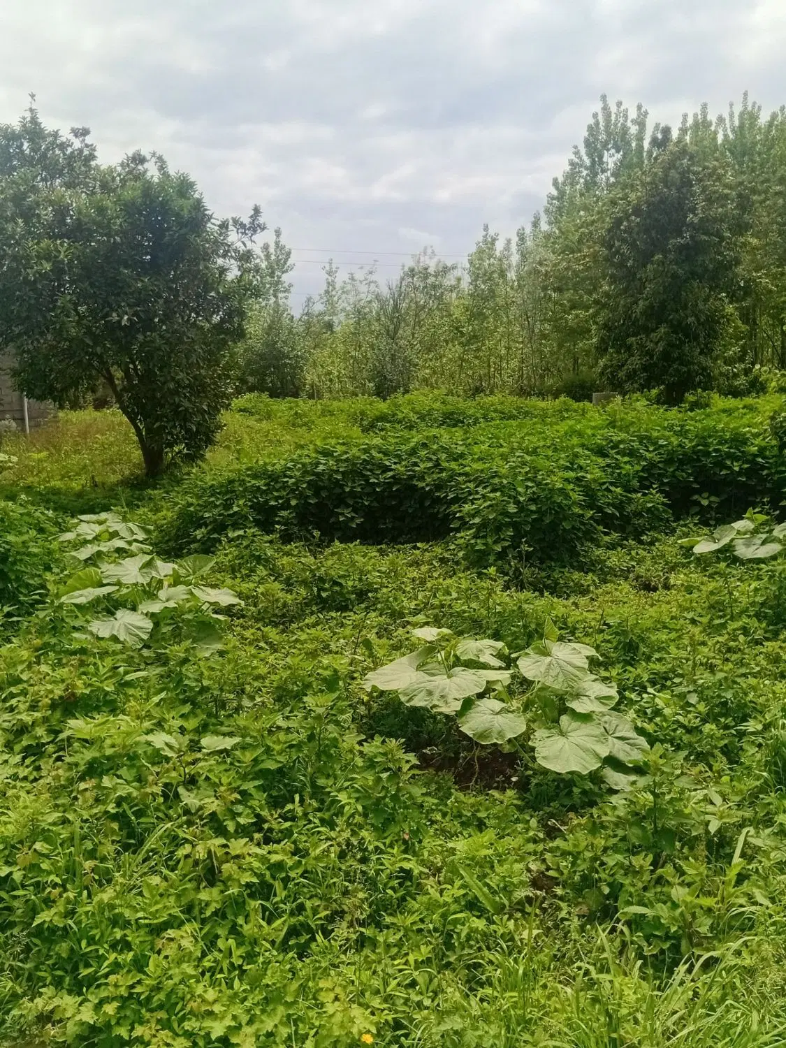 خونه کلنگی
