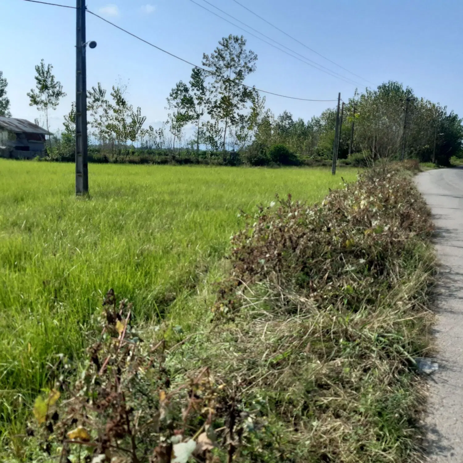 فروش زمین پیر بازار روستای اسلام اباد