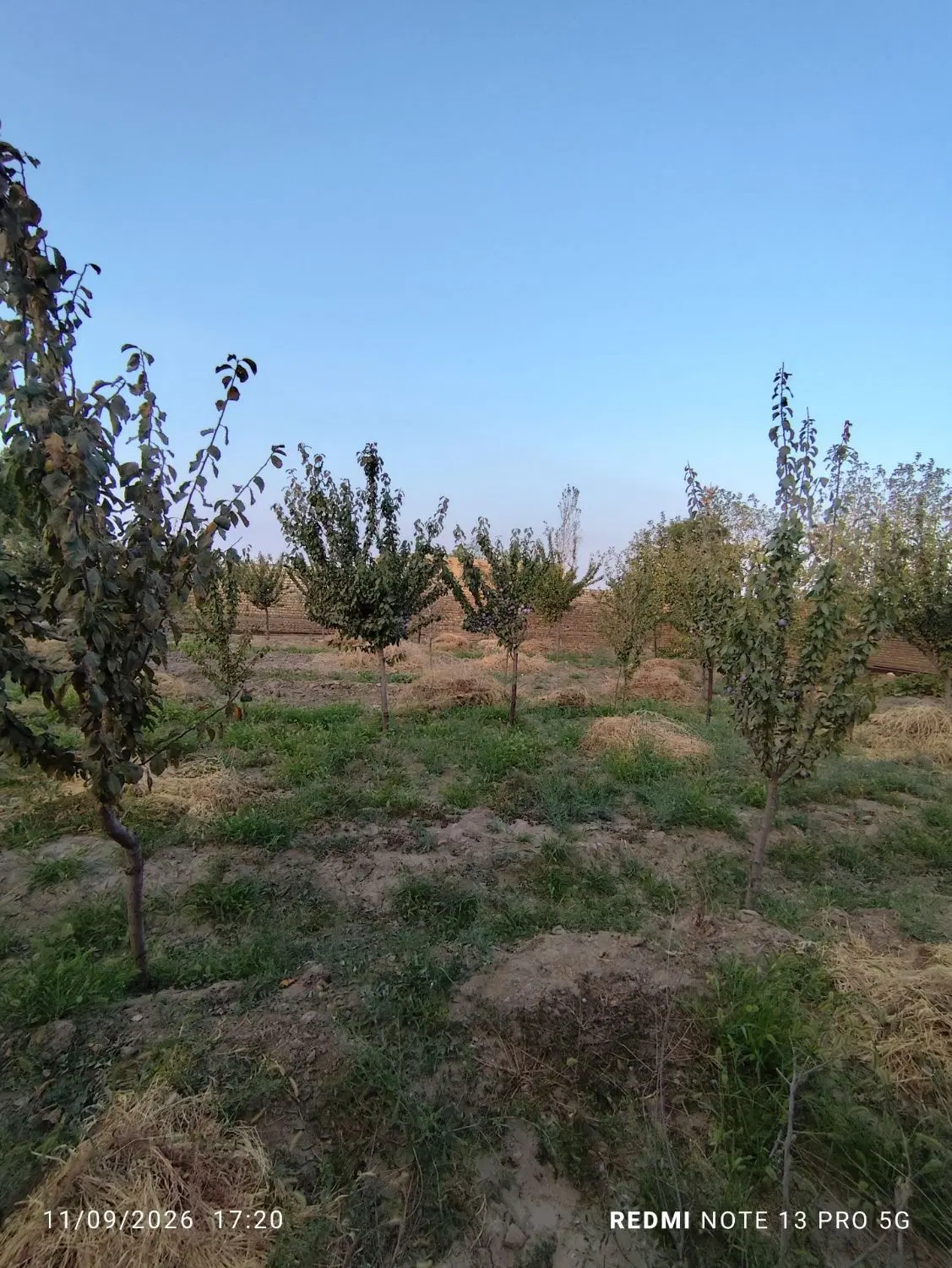 باغ میوه