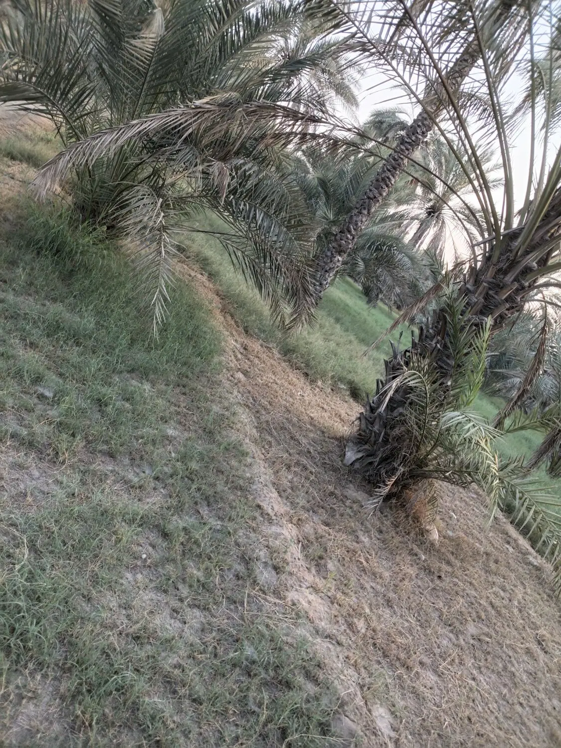 زمین کشاورزی