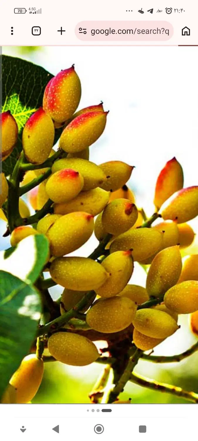 باغ پسته اماده
