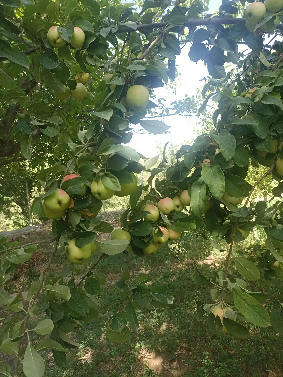 باغ میوه