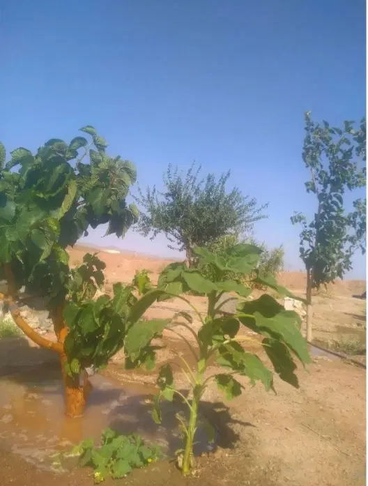 زمین چشمه زیارت۷هزارمتر