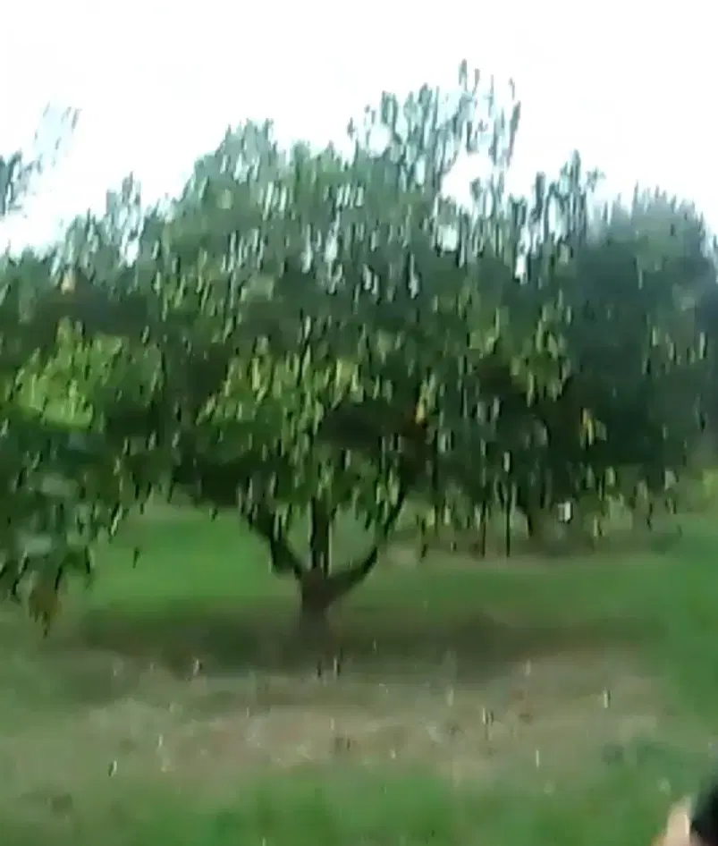 باغ مرکبات ساری