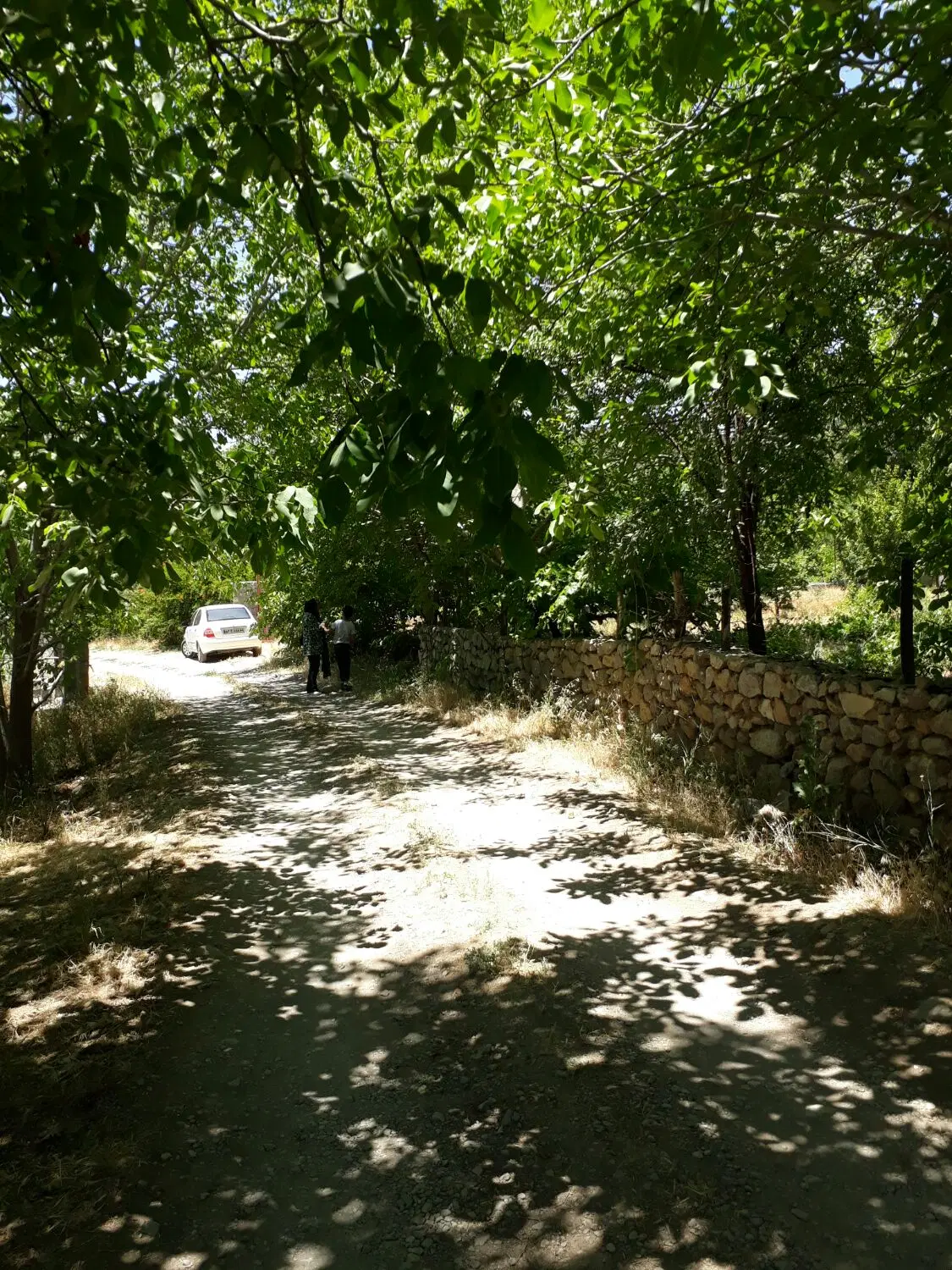 فروش باغ ثمری