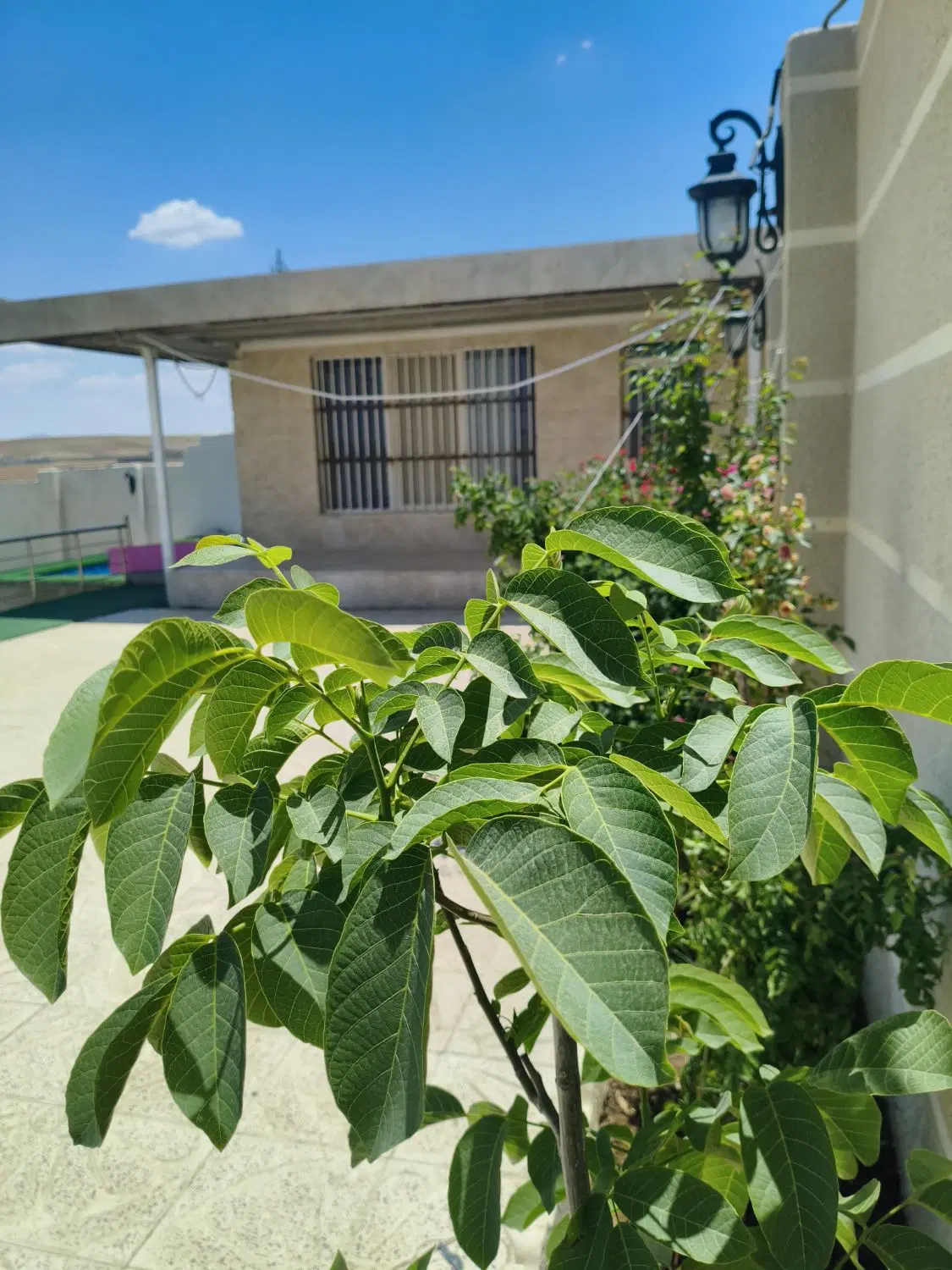 باغ چهار دیواری شورین امیر اباد