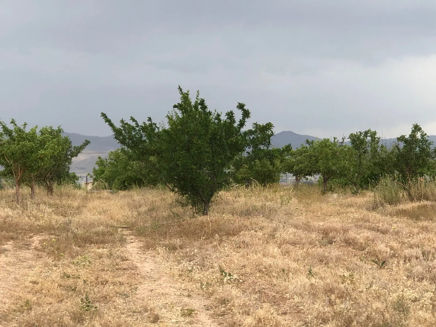 باغ باغچه باغشهر رضوان