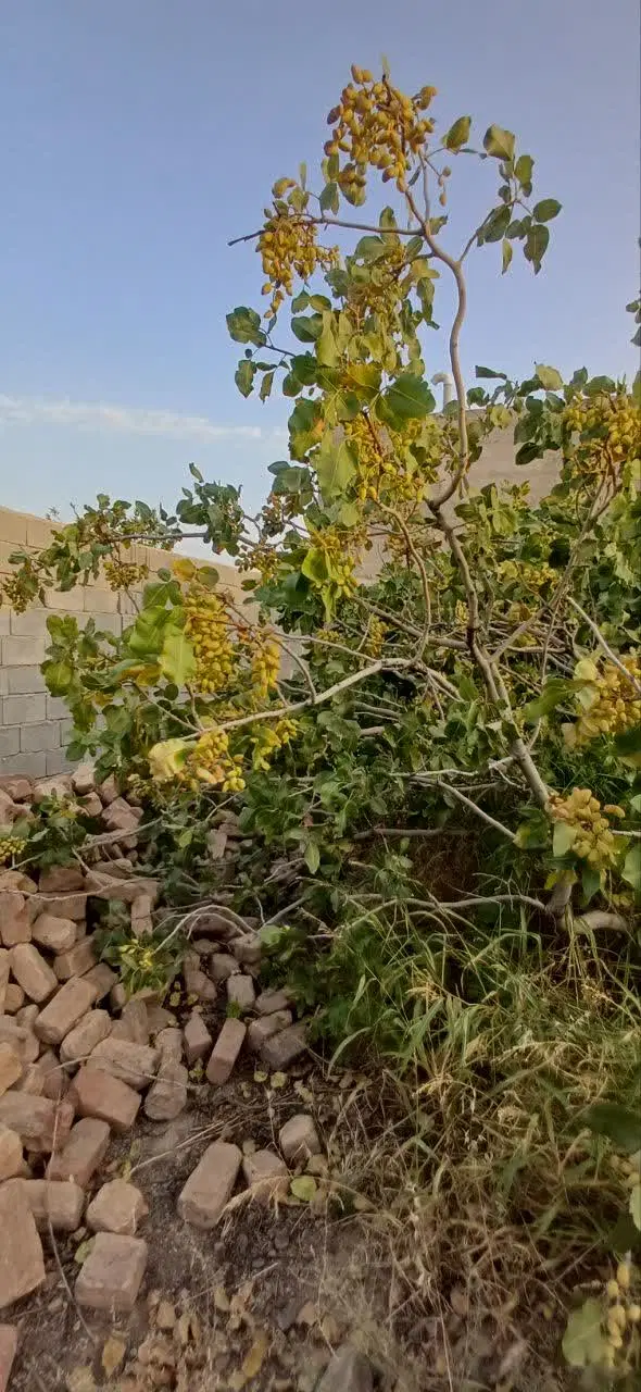 فروش باغ
